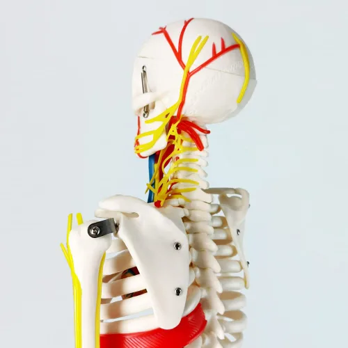 Miniatura 6 de EVOTECH SCIENTIFIC Mini modelo de esqueleto humano para anatomía, modelo de esqueleto humano de tamaño natural de 33.5 pulgadas, 1/2 con nervios