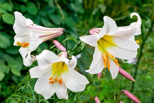 Miniatura 5 de 10 semillas de flores blancas y rosas de Royal / King's Lilium Regale