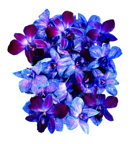 Miniatura 11 de Miami Fresh Orchid Flower OrchidClub USA Sunne Tropical Cabeza de floración suelta DIY Lei comida bebida decoración púrpura (2 x 50 púrpura)