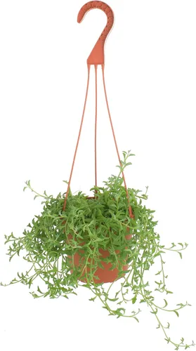 Tienda de Suculentas Cadena de Delfines Colgante, Senecio Peregrinus, Planta Suculenta Viva Totalmente Arraigada de 6 Pulgadas con Colgador, Planta