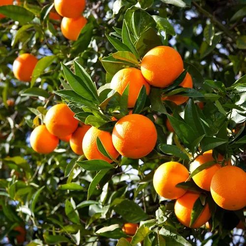 Miniatura 7 de Semillas de frutas mixtas para plantar, 40 unidades, limón, naranja, manzana, maracuyá, 10 unidades, arándano, 10 unidades, cereza, semillas frescas