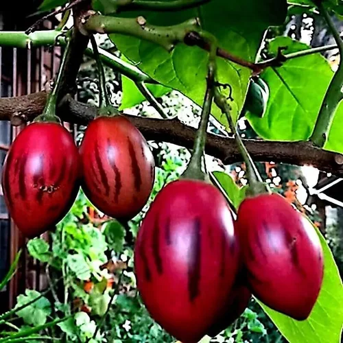 HPGS 10 Seeds - Semillas de tomate Tamarillo | Cyphomandra betacea Garden Fruit - Planta de crecimiento rápido, verde, naranja, rojo