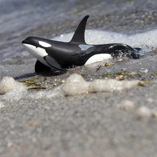 Miniatura 2 de Safari Ltd. Figura de orca Wild Safari Sea Life - Figura realista de modelo de ballena asesina de 6 pulgadas, juguete educativo para niños y niñas a