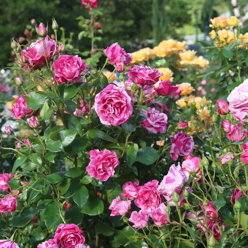 Miniatura 5 de Rosas Grandiflora, planta de raíz propia viva para jardín al aire libre, Parade Day™, excepcionalmente fragantes, zonas de rusticidad: 5-9