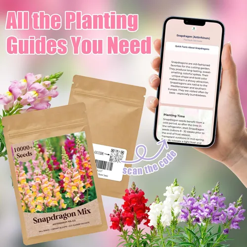 Miniatura 4 de Paquete a granel de más de 10000 semillas de Snapdragon, semillas de flores de dragón mixtas de 5 colores para plantar, semillas de Antirrhinum