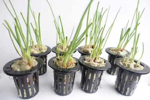 Miniatura 9 de MI0512 Tapones de arranque de lana de roca de 1.5 pulgadas para hidroponía, cubos de cultivo de lana de roca, 1 hoja de 28 tapones (pequeño)