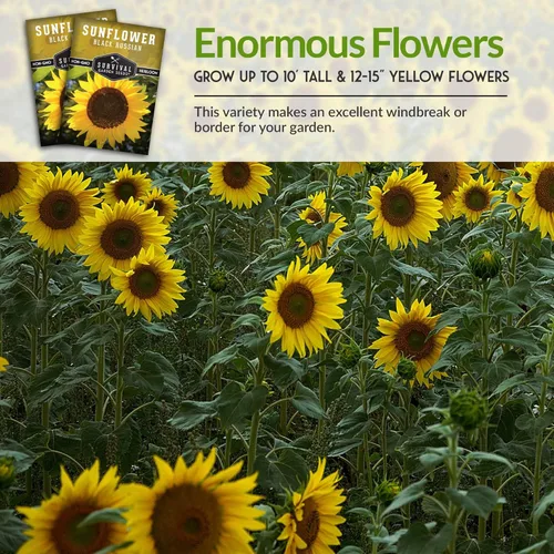 Miniatura 6 de Paquete de 5 semillas de girasol ruso negro para plantar, paquete con instrucciones para cultivar flores para aceite o alimentación de aves
