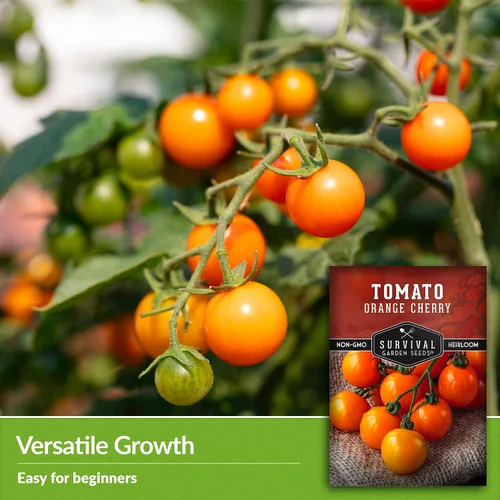 Miniatura 4 de Semilla de tomate cereza naranja para plantar, 1 paquete con instrucciones para plantar y cultivar tomates cherry naranja afrutados en el huerto