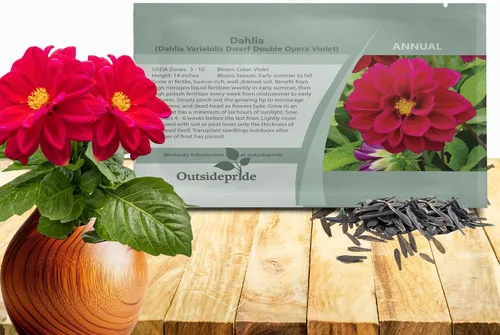 Miniatura 8 de Outsidepride Opera Mix - Semillas de dalia para plantar, 200 unidades, anuales, fáciles de cultivar, semillas de flores de larga temporada