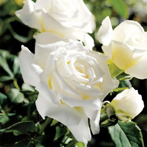 Planta de rosa viva para plantar en interiores y exteriores, 5-10 pulgadas de alto, flores fragantes bien enraizadas, arbusto de rosas (rosa blanca)