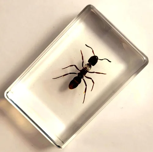 Miniatura 4 de 44mm Hormiga gigante tropical real en resina de lucita transparente cristalina, espécimen preservado Pseudoneoponera Rufipes, taxidermia