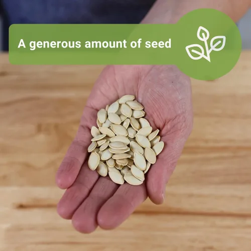 Miniatura 3 de Sow Right Seeds - Semillas de calabacín Black Beauty para plantar - 0.44 onzas, 100 semillas - Paquete jumbo a granel de reliquia sin OMG