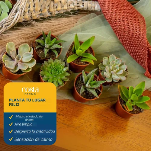 Miniatura 5 de Costa Farms Mini plantas suculentas vivas en macetas de plástico, suculentas de interior fáciles de mantener, plantas de interior para decoración