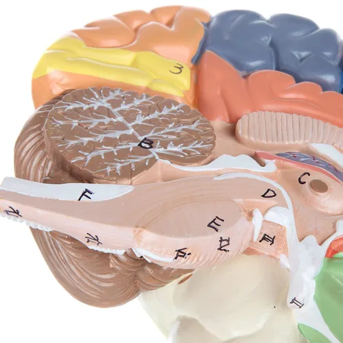 Miniatura 6 de Axis Scientific cerebro humano con regiones rotuladas, tamaño real. Incluye manual colorido del producto (idioma español no garantizado), base