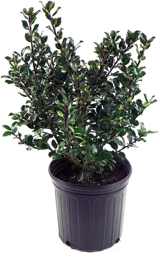 Miniatura 17 de Ganadores Comprobados - Ilex verticillata Berry Heavy Gold (Baya de Invierno) Arbusto, bayas doradas, #2 - Recipiente
