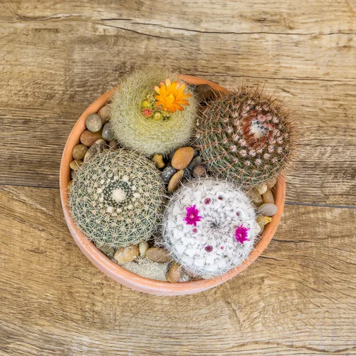 Miniatura 10 de Altman Plants, Surtido de plantas de cactus vivas (8 unidades), plantas suculentas vivas en mezcla de tierra de cactus, plantas de cactus vivas