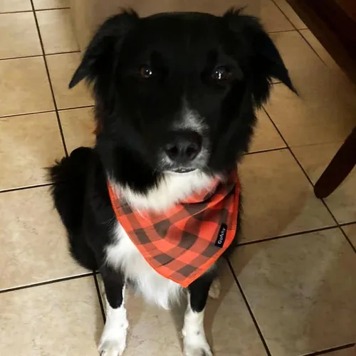Miniatura 5 de Bandana para Perro Otoño Pequeño-Naranja Marrón Bufanda para Perro Estampado Buffalo Plaid Babero Ajustable Pañuelo Accesorios para Perros Pequeños