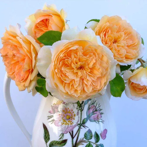 Miniatura 3 de Rosas trepadoras inglesas de reliquia, planta de raíz propia viva para jardín al aire libre, Betsabé, muy fragante, zonas de rusticidad: 5-11