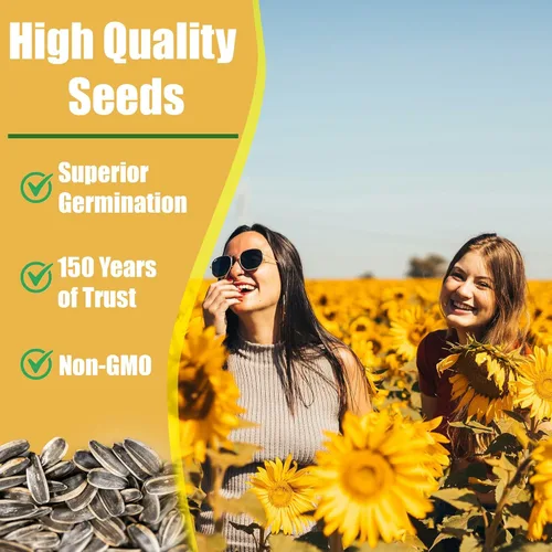 Miniatura 3 de Park Seed Semillas de girasol de oso de peluche gigante, flores dobles esponjosas de 8 pulgadas, variedad de primavera fácil de cultivar, ideal
