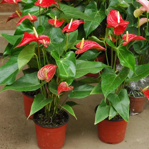 Miniatura 2 de Gardenera Mezcla de suelo de anturio de alta calidad, mezcla perfecta para plantas de anturio prósperas, 1 cuarto de galón