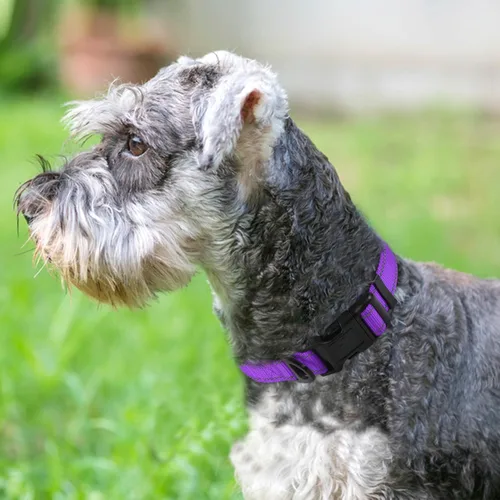 Miniatura 2 de Joytale - Collar reflectante para perro, collar de nailon transpirable con acolchado de neopreno suave para mascotas, ajustable para perros Púrpura