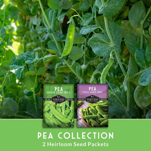 Miniatura 3 de Survival Garden Seeds Oregon Sugar Pod II Pea & Sugar Daddy - Colección de semillas de guisantes sin OMG para cultivar deliciosas verduras de clima