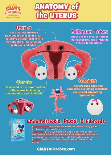 Miniatura 6 de GIANT MICROBES Juguete de peluche de útero, regalos de histerectomía, conciencia de endometriosis, regalos feministas, regalo de fertilidad, regalo