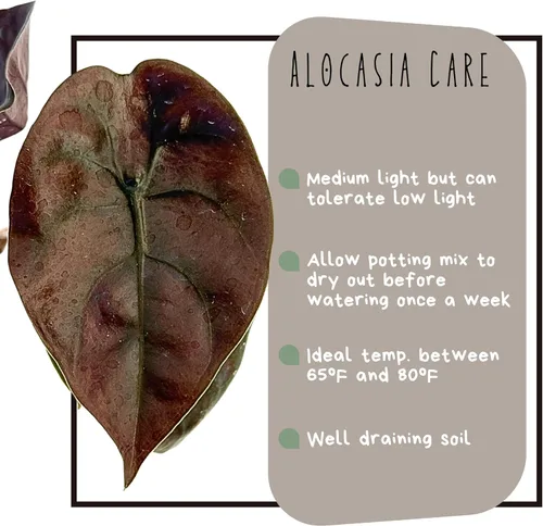 Miniatura 2 de Alocasia - Plantas vivas en maceta de 2 pulgadas, seguro para mascotas, fácil de cultivar, purificadoras de aire, plantas de interior, flores