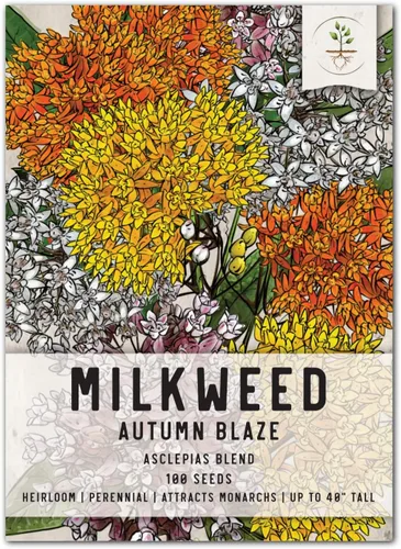 Seed Needs, Autumn Blaze Semillas de algodoncillo – 100 semillas de reliquia para plantar asclepias – Planta hospedadora perenne para cultivar un