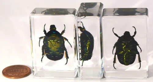 Miniatura 4 de Escarabajo británico Chafer de rosa real de 1.732 pulgadas en resina de lucita cristalina, muestra preservada de cetonia aurata, insectos