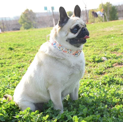 Miniatura 6 de COOLFIY - Collar para perro, lindos patrones florales de flores, collares para mascotas para hembras, hembras, perros pequeños, medianos y grandes