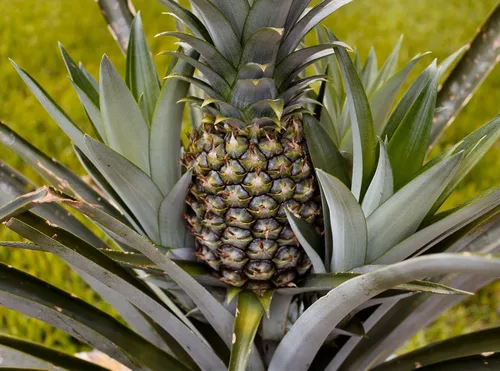 Miniatura 2 de Planta de piña - Planta viva en una maceta de cultivo de 4 pulgadas - Ananas Comosus - Árboles frutales de inicio listos para el patio y el jardín