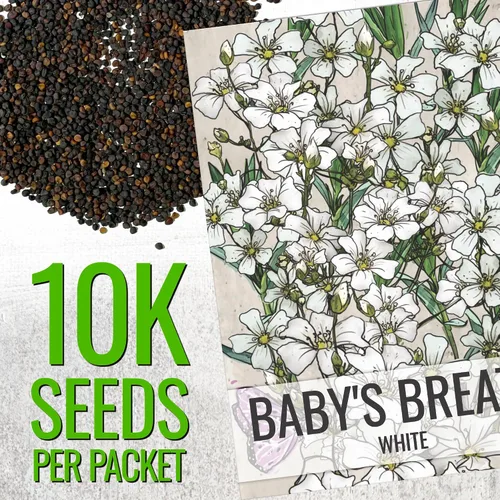 Miniatura 2 de Seed Needs White Baby's Breath Seeds para plantar, reliquia y flores anuales polinizadas abiertas, perfectas para un jardín de mariposas, ramos