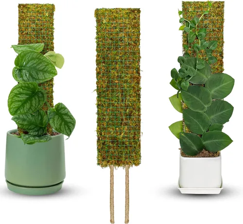 DUSPRO Postes de musgo de malla plana para plantas trepadoras, Monstera, poste de musgo apilable para plantas con musgo real, poste para plantas en