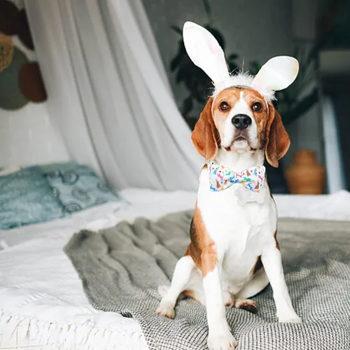 Miniatura 4 de Lionheart glory Collar de Pascua para perro con pajarita, collar de perro con estampado de conejo, collar suave y duradero, ajustable, lazo