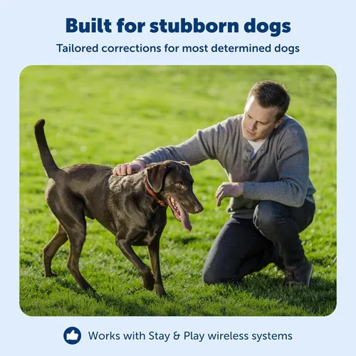 Miniatura 3 de PetSafe Stay & Play - Collar receptor de valla inalámbrica para perros obstinados - Collar receptor recargable e impermeable con carga rápida en 2-3