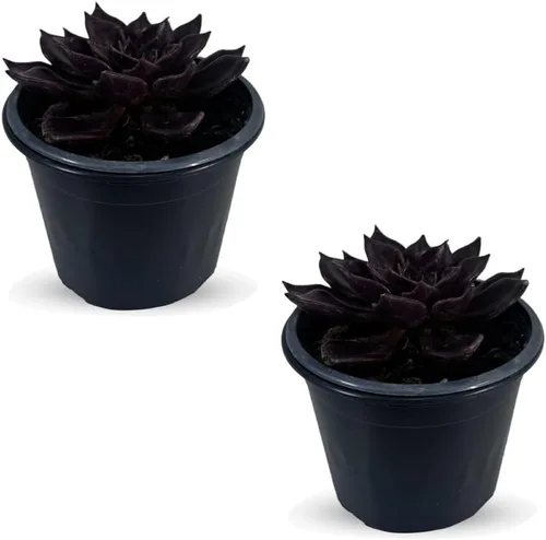 LEAL PLANTS ECUADOR Echeveria Morado oscuro (paquete de 2) | Echeveria Suculenta perla púrpura | Planta decorativa natural | Planta de interior viva