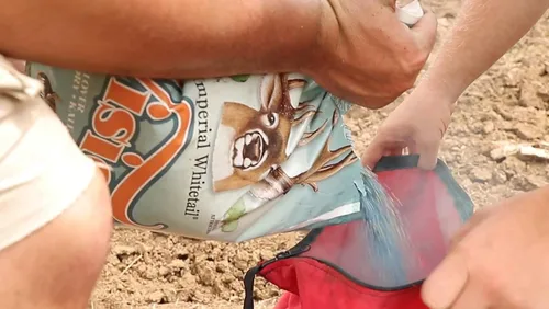 Miniatura 4 de Whitetail Institute Vision Deer Food - Semillas de parcela para plantar en otoño, mezcla perenne de trébol, achicoria y col rizada para atraer