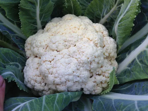Miniatura 3 de Plant Good Seed Snowball - Semillas de coliflor – Paquete de 150, semillas de reliquia para plantar verduras, suministros de jardinería, huerto