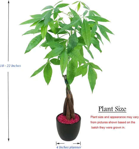 Miniatura 5 de Athena's Garden Money Tree Pachira - Plan vivo de interior con maceta de cerámica, 18 pulgadas de alto, maceta negra, rocas rojas, mediano