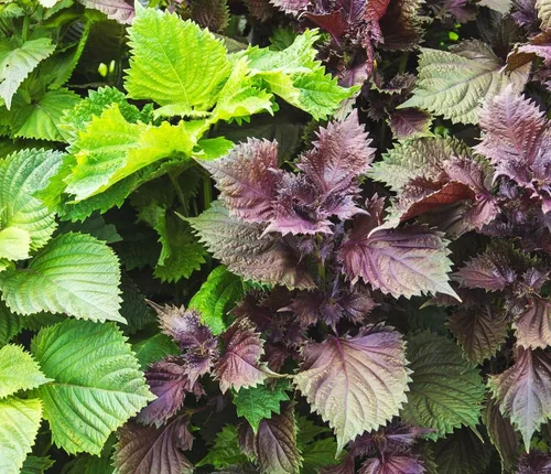 Miniatura 6 de 200 semillas Shiso para plantar perilla roja, semillas de hierbas tradicionales sin OMG para plantar un jardín culinario interior/exterior