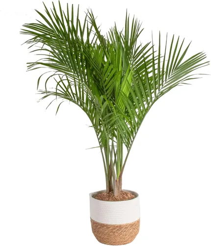 Miniatura 20 de Costa Farms Planta viva de palma de bambú en maceta decorativa, planta de interior grande purificadora de aire, perfecta para decoración del hogar
