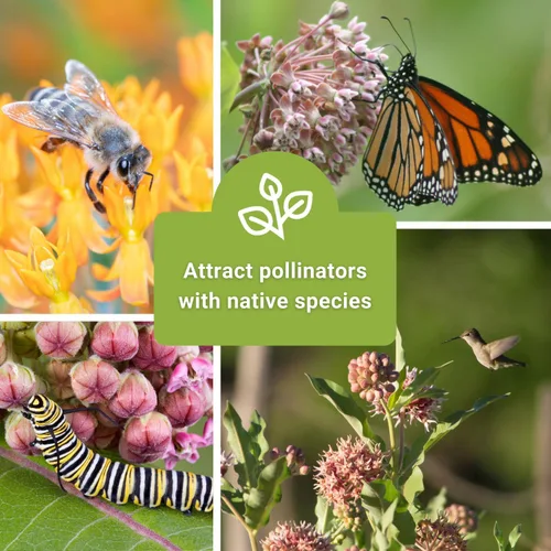Miniatura 3 de Sow Right Seeds - Colección de semillas de algodoncillo - Incluye variedades comunes, rosas, vistosas, mariposas - Atrae monarca y otras mariposas a