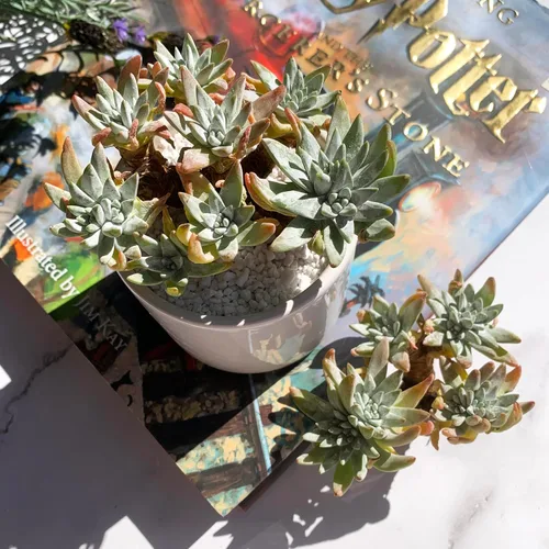 Miniatura 7 de Dudleya Gnoma S.W.McCabe Plantas suculentas raras vivas, 5-7 cabezas de 3.5" Raíz desnuda sin maceta y tierra, decoración para jardín