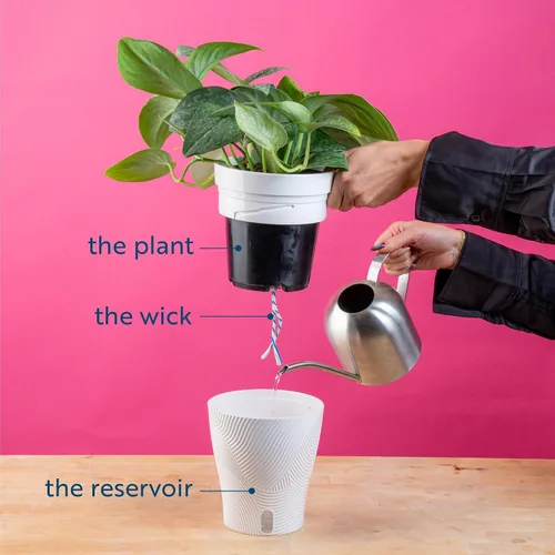 Miniatura 8 de Costa Farms – Planta de Pothos Albo Variegado viva en maceta auto-regante, purificadora de aire para interior, perfecta para decoración del hogar