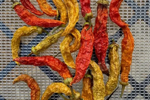 Miniatura 3 de Plant Good Seed Semillas de pimienta Aji Amarillo orgánicas para plantar: chile tradicional peruano, frutos amarillos anaranjados - Paquete de 30