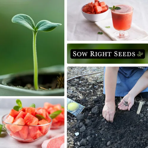 Miniatura 4 de Sow Right Seeds - Semilla de sandía Golden Midget para plantar - Paquete de reliquia sin OMG con instrucciones para plantar y cultivar un huerto