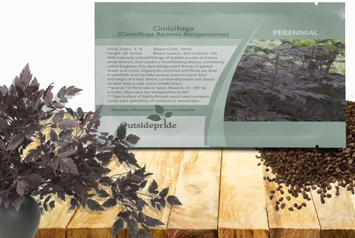 Outsidepride Cimicifuga Ramosa Seeds - 200 unidades. Semillas perennes, resistentes y de bajo mantenimiento, semillas de flores para plantar follaje