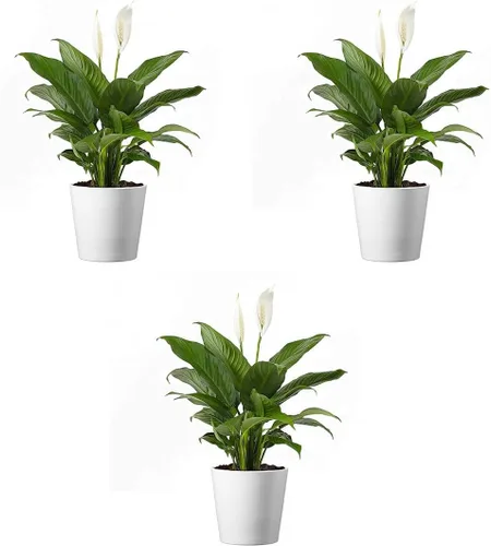 Miniatura 9 de American Plant Exchange Lirio de la Paz Abigarrado 'Domino' – Maceta de 6 pulgadas con cubierta decorativa, 1-2 pies de alto, planta
