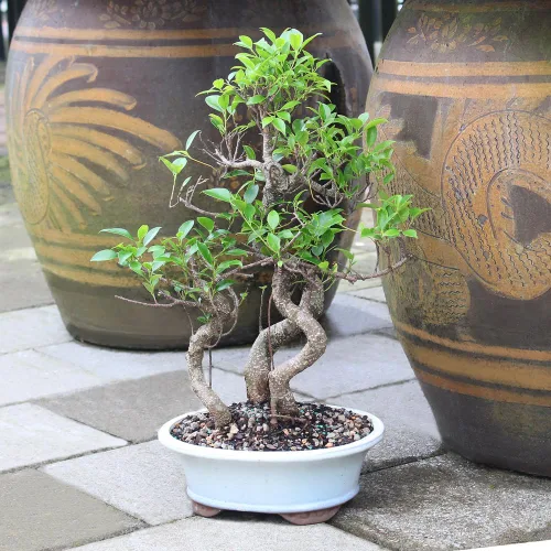 Miniatura 5 de Brussel's Bonsai - Árbol bonsái para interiores, M